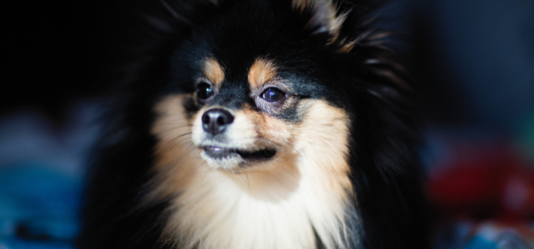 The 3 A.M. Bark: Stop Nighttime Disruptions | PetTrain360